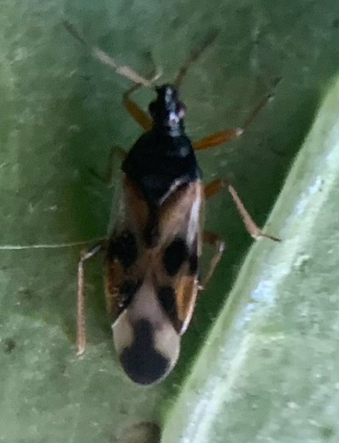 Anthocoris observed 2026-10-16