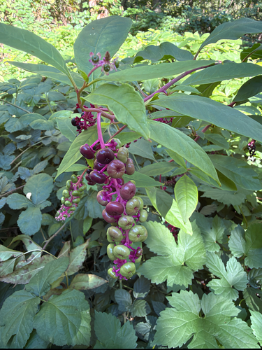 American pokeweed