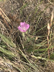Sidalcea diploscypha