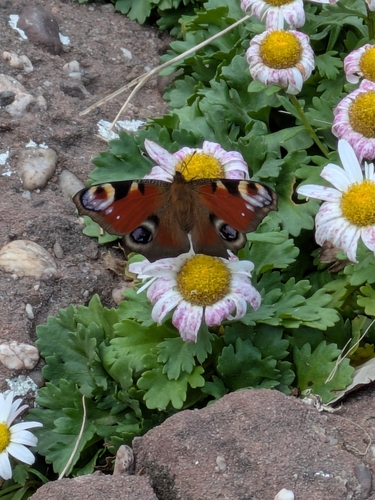European Peacock Butterfly