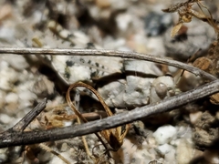 Cibolacris parviceps