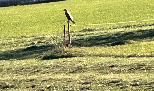 Common Buzzard