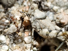 Cibolacris parviceps