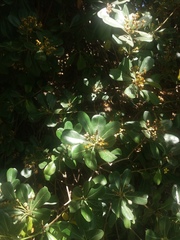 Pittosporum tobira