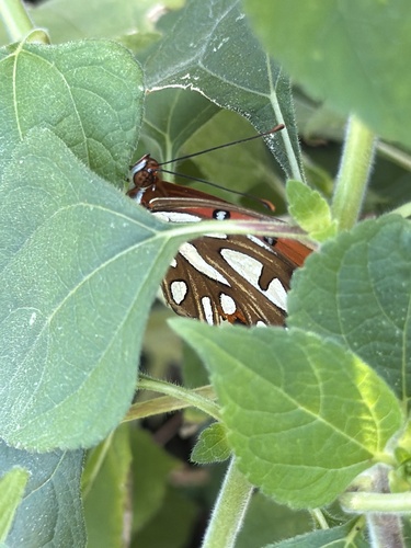 Gulf Fritillary