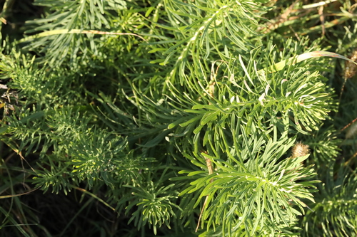 cypress spurge