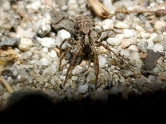 Lycosidae