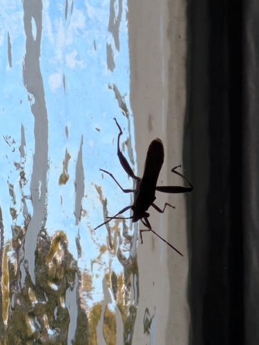 Camptopus lateralis