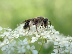 Andrena proxima