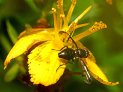 Herina nigrina