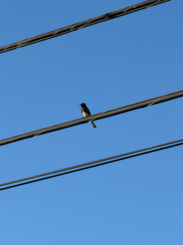 Black Phoebe