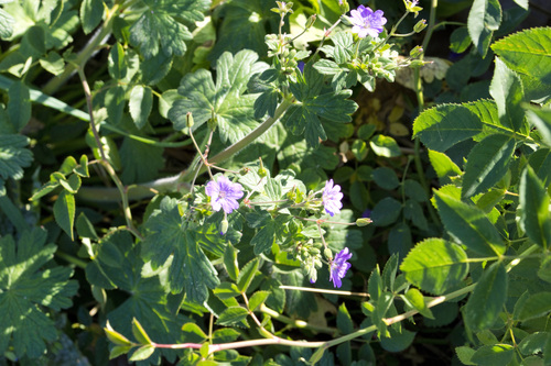 Hedgerow Crane's-bill