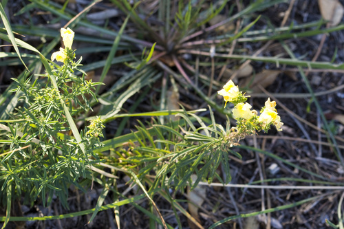 common toadflax