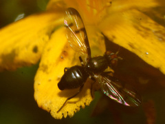 Herina nigrina