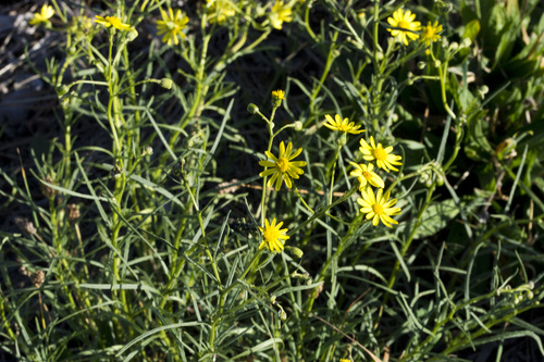 Narrow-leaved Ragwort