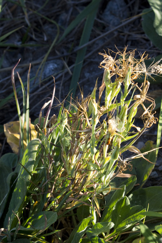Yellow Salsify