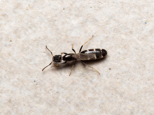 Tapinoma albomaculatum