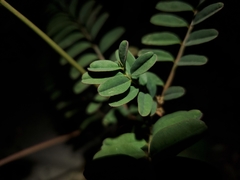 Astragalus pomonensis