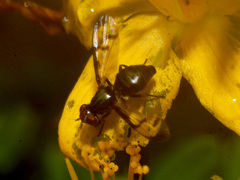 Herina nigrina