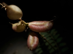 Astragalus pomonensis