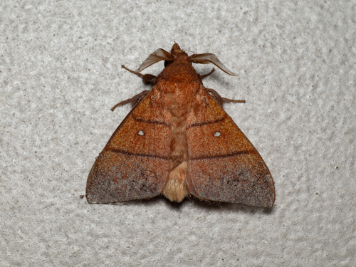 Odonestis erectilinea