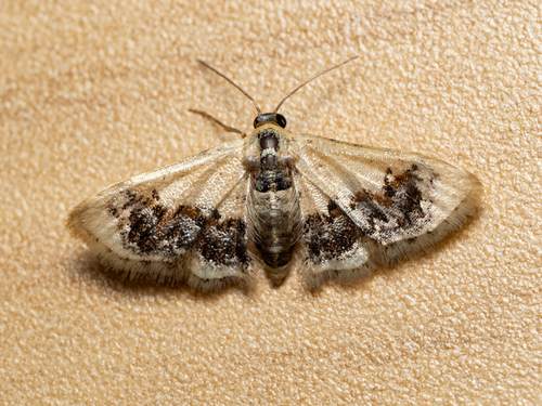 Idaea macrospila