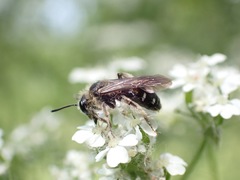 Andrena proxima