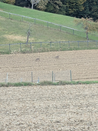Western Roe Deer