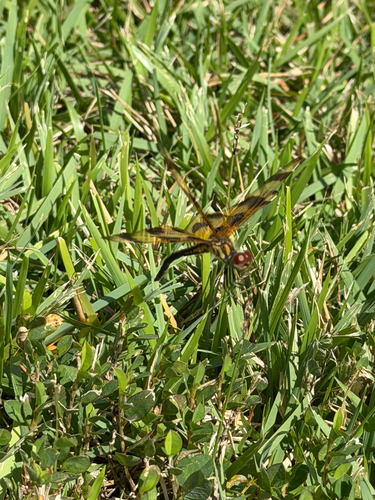 Halloween Pennant