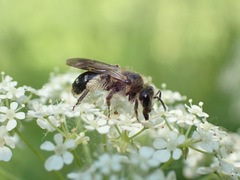 Andrena proxima