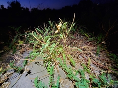 Astragalus pomonensis