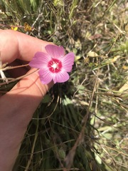 Sidalcea diploscypha