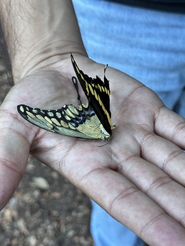 Western Giant Swallowtail