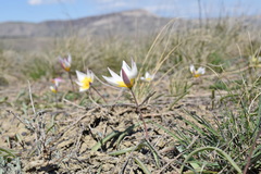 Tulipa biflora
