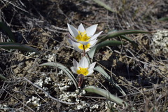 Tulipa biflora