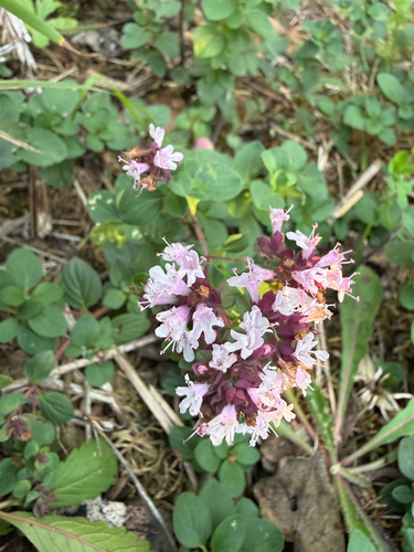 Oregano