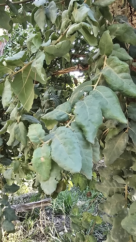 cork oak