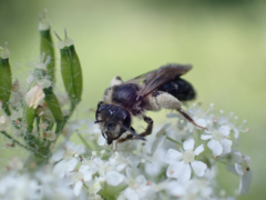 Andrena proxima