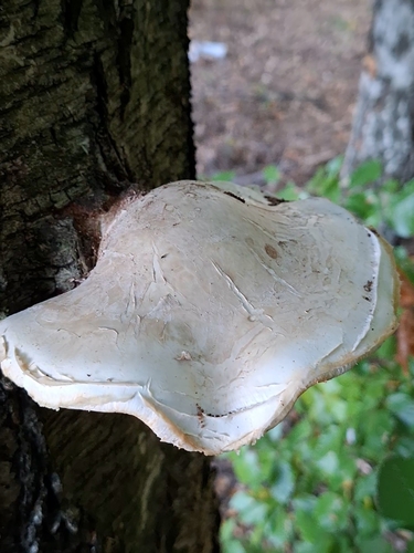 birch polypore