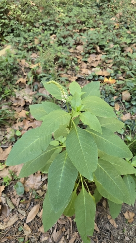 Mexican pokeweed