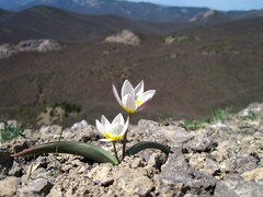 Tulipa biflora