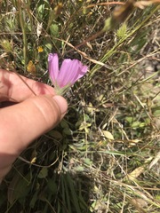 Sidalcea diploscypha