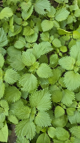 Mediterranean Nettle