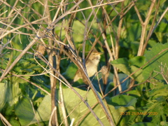 Aves