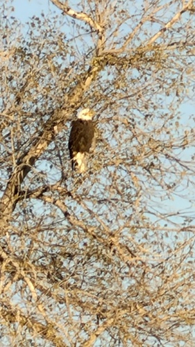 Bald Eagle