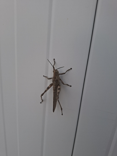 Egyptian Bird Grasshopper