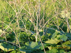 Aves