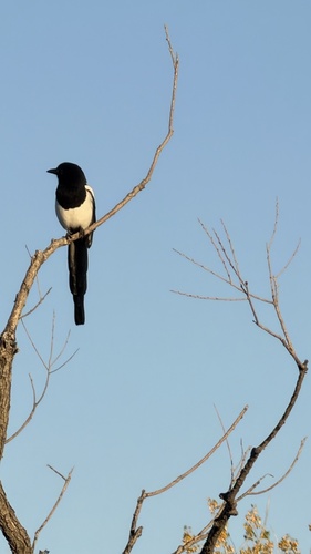 Black-billed Magpie