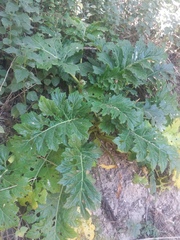 Acanthus mollis