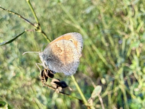 Small Heath